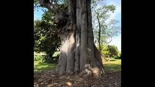 Rare endangered tropical trees Hawaii