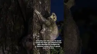 SUNDA COLUGO | Flying Lemur