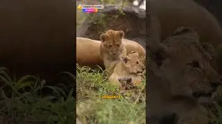 The Return of the King - Aslan Documentary | Local Explorer Parody Edit 