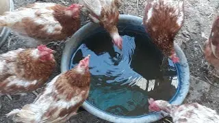 Gezen Tavuk Çiftliği
