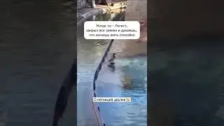 #логистика #бизнес #грузоперевозки #склад #юмор #топ