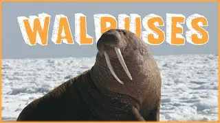 Buddy, you look like you fight walruses