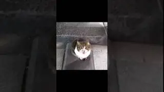 [野良猫ショート]門番をしてる茶トラ猫をモフったら可愛すぎた！[straycat]It's cute if you moff the gatekeeper's cat!