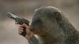Когда мангусты атакуют
