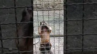 Капуцин Саня😃 #zoo #animals #обезьяна #обезьянки #зоопарксказка #обезьяны #monkey #милота #ялта2024
