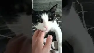 кот #cat #кот #кошка #котик #топ #котики #юмор #catlover #прикол #животные