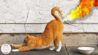 Funniest Cats That Will Put You in Happy Mood #4 🤣 WEIRD CATS Videos  | Pets Gang