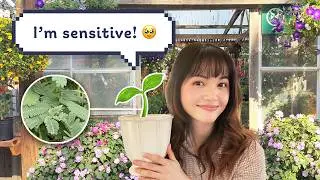 I found the cutest plant for introverts ✿ Cozy adventure, exploring plants from Half Moon Bay  🌱