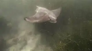 Snorkeling in La Jolla: Bat Rays, Shovelnose Guitar Fish, and Leopard Sharks