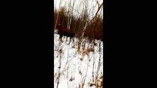 Стойкий лось / Hunting a powerful moose