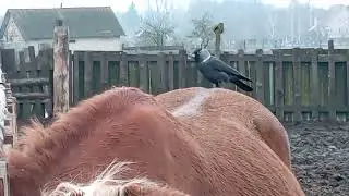 Ворон клюет лошадей и забирает у них шерсть