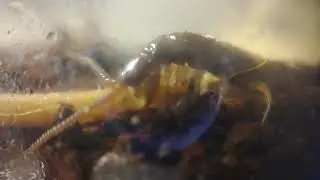 КОСТЯНКА ЕСТ МУЧНОГО ЧЕРВЯ!!! Жесть! 18+