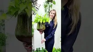 Композиция из комнатных растений в сфагнум fuscum! 