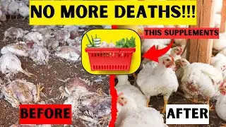 7 BEST ORGANIC SUPPLEMENTS THAT WILL SAVE YOUR CHICKENS FROM DEATH | NO MORE DEATHS