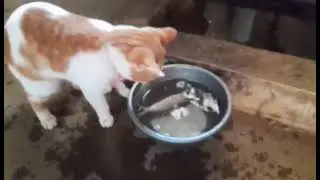 oyen tangkap ikan dulu