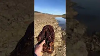If it looks like a 🦆 and weighs as much, it could be a 🪵? 