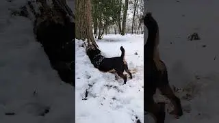 Ягдтер'єр чи бобер?