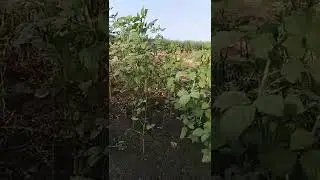 Organic Farming | आमची शेती - 2 #shorts #organicfarming #myfarm