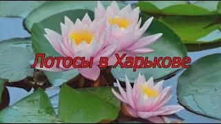 Лотосы в Харькове.