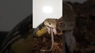 KING COBRA LETS ME GET REAL CLOSE FOR THE VIDEO!