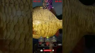 КАРАСЬ ЗОЛОТОЙ  ТРОФ о. МЕДНОЕ - Русская Рыбалка 4 | RUSSIAN FISHING 4 #fishing #rf4