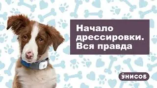 Восточноевропейская овчарка. Начало дрессировки