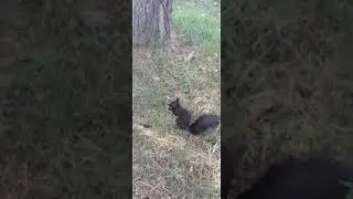 Ещё один орешек для Черныша
