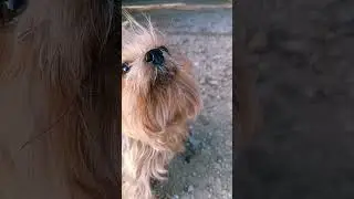 Не понял вопроса 😀 #собака #yorkshire #yorkie #лето
