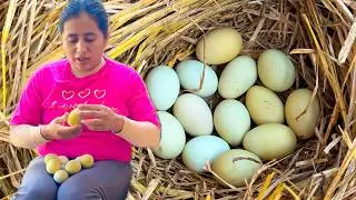 Asi se hace un NIDO para que la GALLINA saque todo los POLLITOS | Doña Viky | Viky Aventura