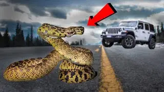 Snakes ALL OVER The Road!