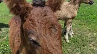 @Hidden Cave Ranch Curly Horses