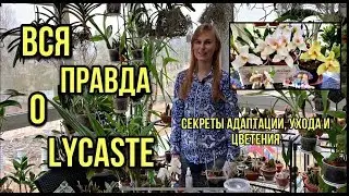 Вся правда об орхидеи Lycaste