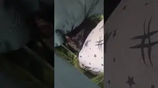 Котенок Ласточка в ударе 