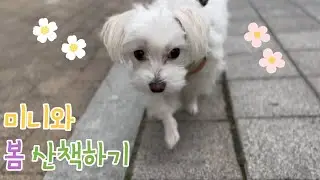 미니와 봄 산책하기~~ [딸기티비]