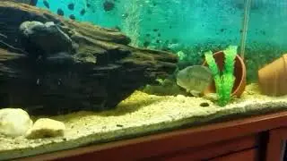 Crazy female Dovii