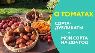 Экономим место в томатной теплице: не ведитесь на сорта-дубликаты! Мой выбор сортов на 2024 год.