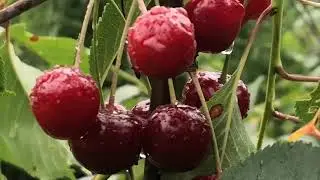 Сила прощения. 2 часть. Когда нельзя сказать - прощаю