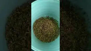 ОЧИТОК БОЛЬШОЙ.Hylotelephium maximum.