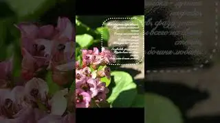 «Обращение писателя к своей любимой» - стихотворение Джи-Джи