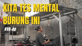 TREK 2 BURUNG KONIN KALIMANTAN❗️#KicauVlogBaliEpisode40 #dewatasamudra #omahkonin