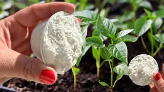 You won't believe it when you see this! Add this magic powder for amazing plant growth!!!