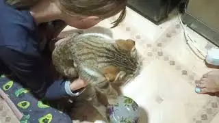 бешенная кошка требует еды #кот #кошка