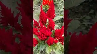 Celosia