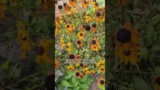 Verblühten Sonnenhut abschneiden? #garten #garden #gardening
