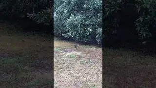 Squirrel Squirrel! 🐿 🥜 🌰