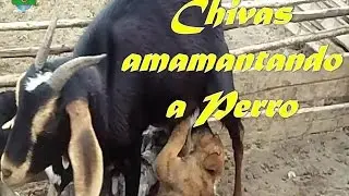 Chivas  amamantando a perro
