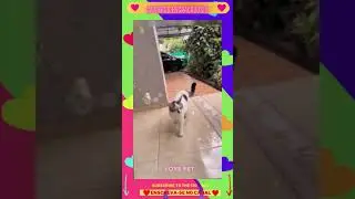 Gatinhos engraçados #shorts (happy cats videos)