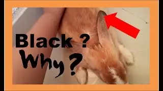 why did my rabbits ears turned black ?