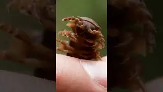 Armored Millipede smells like Cherries!