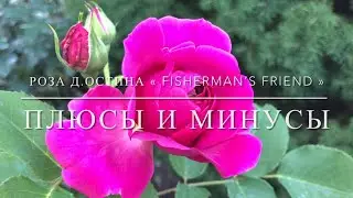 Роза Д. Остина « Фишерман’с френд » / Плюсы и минусы